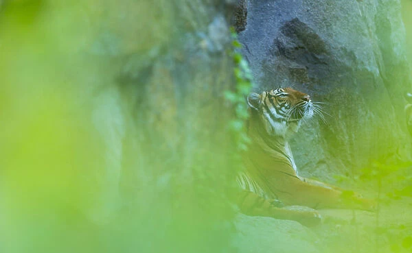 Indochinese tiger (Panthera tigris corbetti) looking up, behind screen of leaves