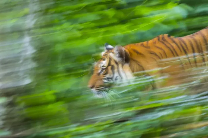 Framed Print : Indochinese tiger (Panthera tigris corbetti) running through plants, captive occurs Framed Print : Indochinese tiger (Panthera tigris corbetti) running through plants, captive occurs