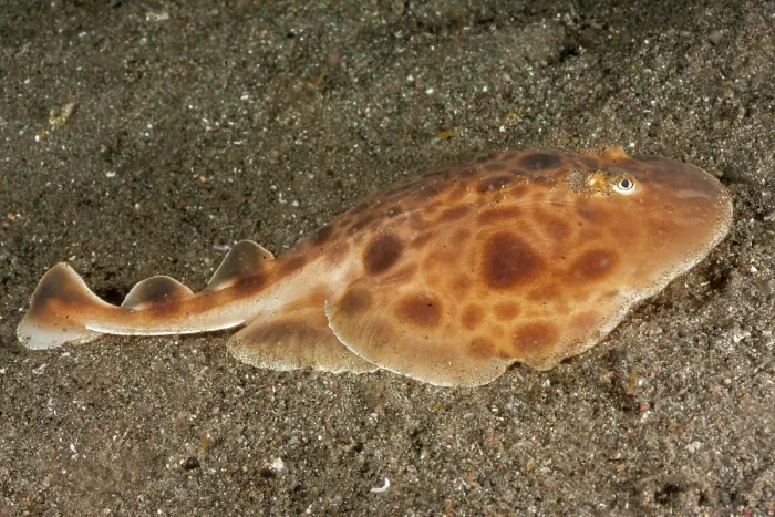Framed Print : Indonesian numbfish (Narcine baliensis) resting on seabed. A new species of electric ray that can put out as much as 220 volts if disturbed