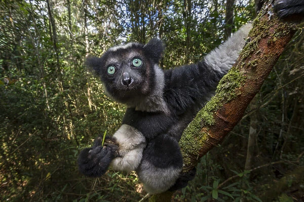 Indri (Indri indri) feeding on fresh leaves  /  shoots in the rainforest canopy. Andasibe-Mantadia National Park, eastern Madagascar