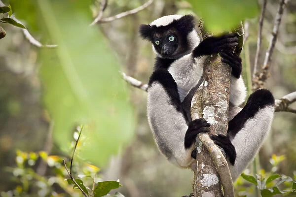 Indri (Indri indri) portrait, climbing tree, tropical rainforest, Andasibe-Mantadia National Park
