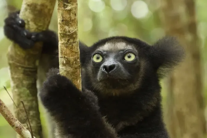 Framed Print : Indri (Indri indri), portrait. Palmarium Reserve, Madagascar