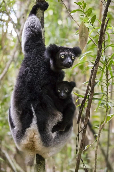 Indri (Indri indri) with young, Palmarium Resrve Ankanin ny Nofy, Littoral rainforest