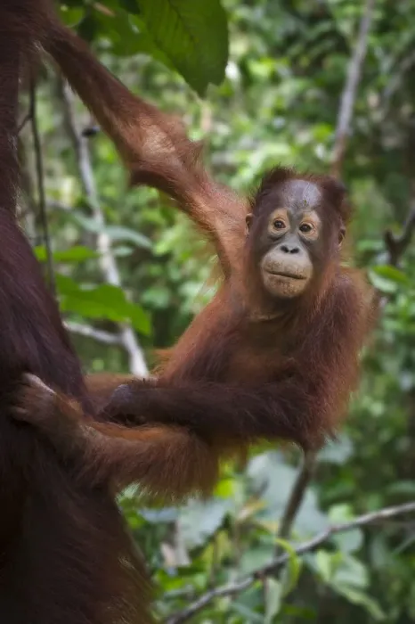 Framed Print : Infant Bornean Orang-Utan (Pongo pygmaeus) clinging to its mother. Camp Leakey, Tanjung Puting NP, Kalimantan, Borneo