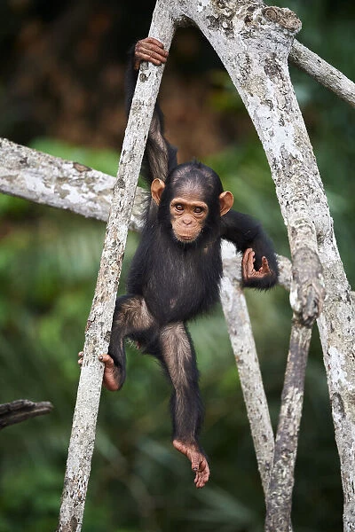 Infant Chimpanzee (Pan troglodytes troglodytes) climbing in tree