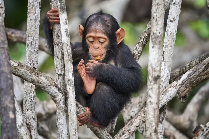 Framed Print : Infant Chimpanzee (Pan troglodytes troglodytes) sitting in mangrove tree eating fruit, Conkouati-Douli National Park, Republic of Congo, Africa Framed Print : Infant Chimpanzee (Pan troglodytes troglodytes) sitting in mangrove tree eating fruit, Conkouati-Douli National Park, Republic of Congo, Africa