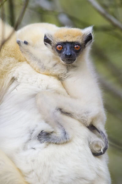 Infant Golden-crowned Sifaka (Propithecus tattersalli) on its mothers back. Forests