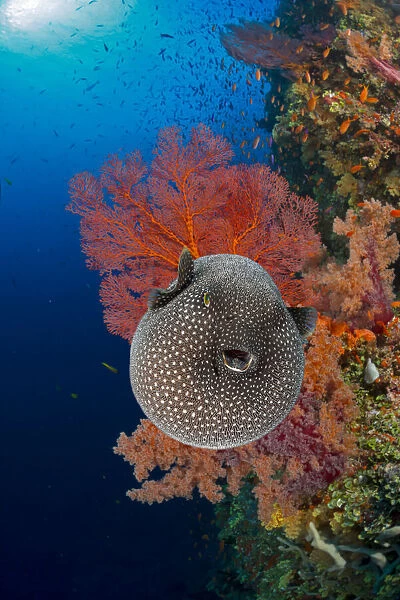 An inflated Guineafowl pufferfish (Arothron meleagris) in front of sea fans (Gorgonia sp.) on a reef wall, Fiji, Pacific Ocean