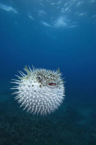 Inflated spotted porcupinefish (Diodon hystrix), Maui, Hawaii