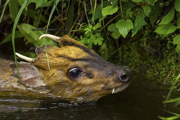 Injured Muntjac (Muntiacus reevesi) swimming in a small creek after unsuccessfully