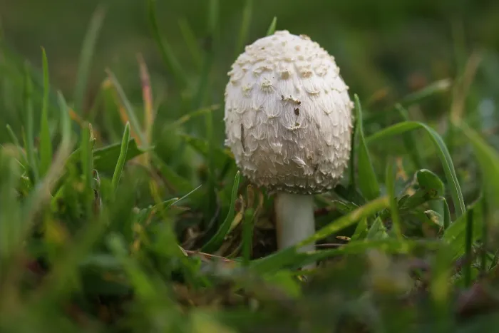 Framed Print : Ink cap fungus (Coprinus comatus) young fruiting body growing on grass, Tolfa, Rome, Italy. May Framed Print : Ink cap fungus (Coprinus comatus) young fruiting body growing on grass, Tolfa, Rome, Italy. May
