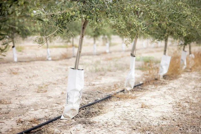 Framed Print : Intensive olive tree plantation, Jaen district, southern Spain. October, 2023 Framed Print : Intensive olive tree plantation, Jaen district, southern Spain. October, 2023