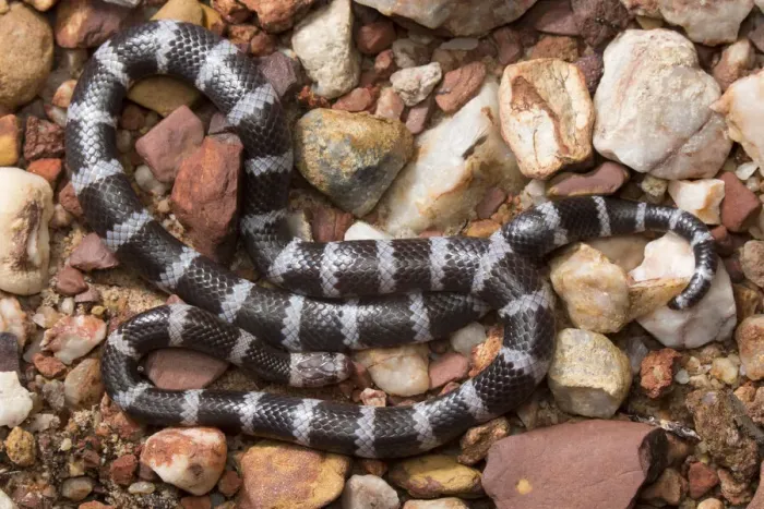 Framed Print : Intermediate bandy-bandy snake (Vermicella intermedia), Adelaide River Framed Print : Intermediate bandy-bandy snake (Vermicella intermedia), Adelaide River