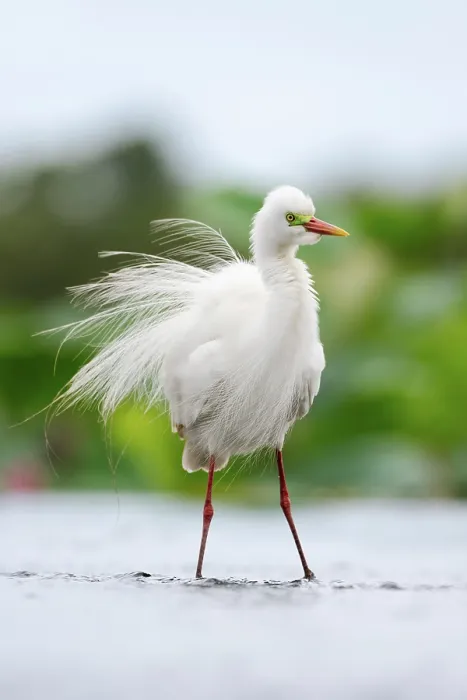 Framed Print : Intermediate egret (Ardea intermedia) a breeding adult standing in shallow water, Fogg Dam Conservation Reserve, Northern Territory, Australia