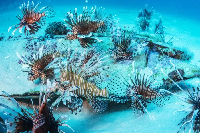 Framed Print : Invasive Lionfish (Pterois volitans) which have taken over and are wiping out native Framed Print : Invasive Lionfish (Pterois volitans) which have taken over and are wiping out native