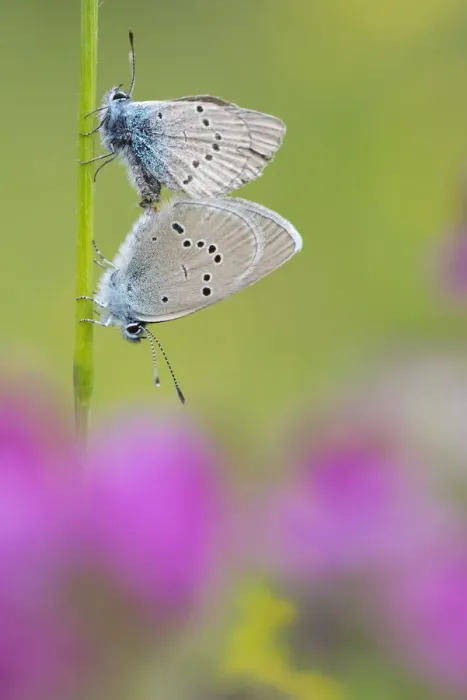 Framed Print : Iolas blue butterfly (Iolana iolas) pair mating, Aosta Valley, Gran Paradiso National Park, Italy Framed Print : Iolas blue butterfly (Iolana iolas) pair mating, Aosta Valley, Gran Paradiso National Park, Italy