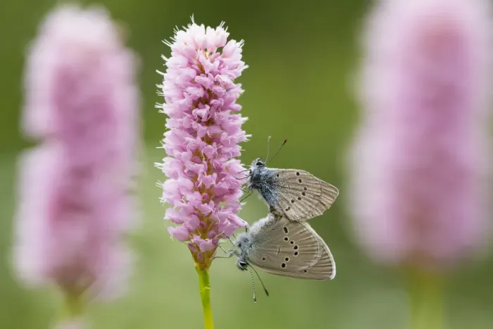 Framed Print : Iolas blue butterfly (Iolana iolas) pair mating on flowers, Aosta Valley, Gran Paradiso Framed Print : Iolas blue butterfly (Iolana iolas) pair mating on flowers, Aosta Valley, Gran Paradiso