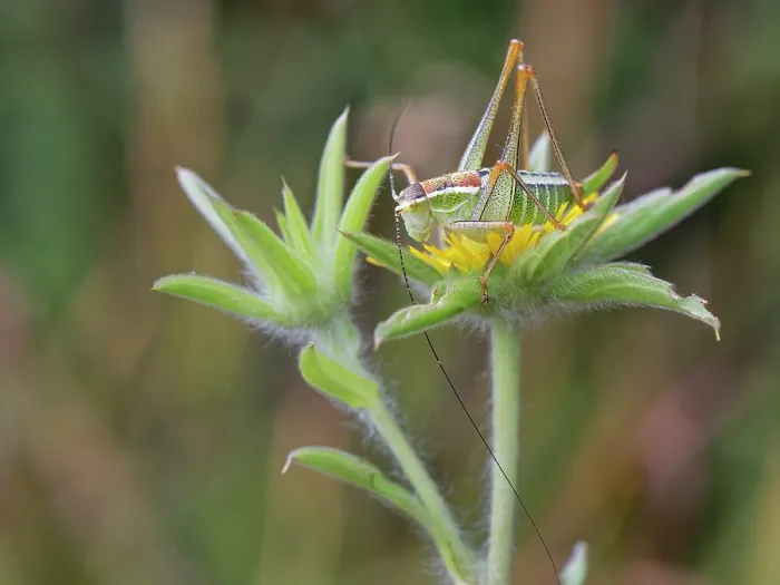 Framed Print : Ionian bright bush cricket (Poecilimon jonicus jonicus) female, sunning on Spiny starwort (Pallenis spinosa) flower, Corfu, Greece. May Framed Print : Ionian bright bush cricket (Poecilimon jonicus jonicus) female, sunning on Spiny starwort (Pallenis spinosa) flower, Corfu, Greece. May