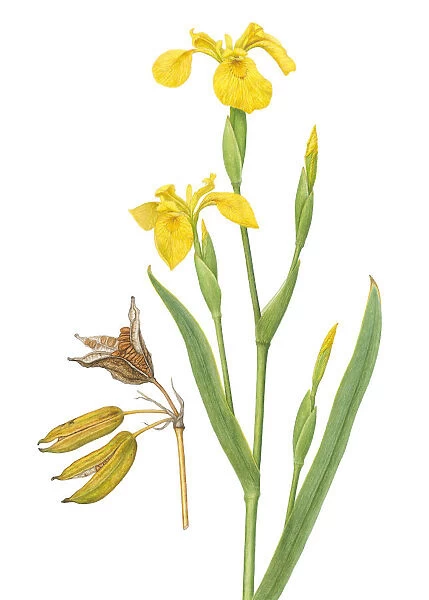 Iris (Iris pseudacorus) flower and seed pod illustration
