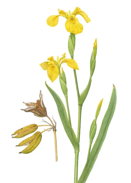 Framed Print : Iris (Iris pseudacorus) flower and seed pod illustration