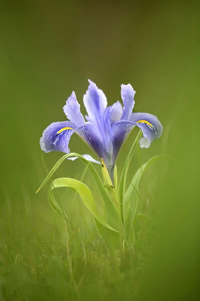 Iris (Iris sp) Alcal de Guadaira, Seville, Spain