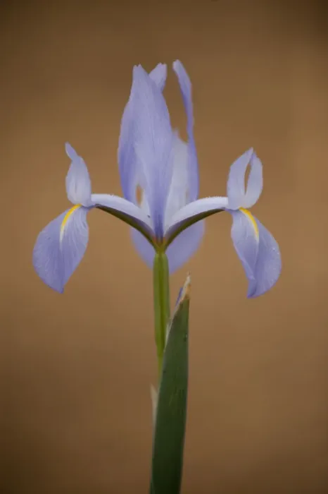 Framed Print : Iris (Iris sp) in flower, Doana National & Natural Park, Huelva Province, Andalusia Framed Print : Iris (Iris sp) in flower, Doana National & Natural Park, Huelva Province, Andalusia