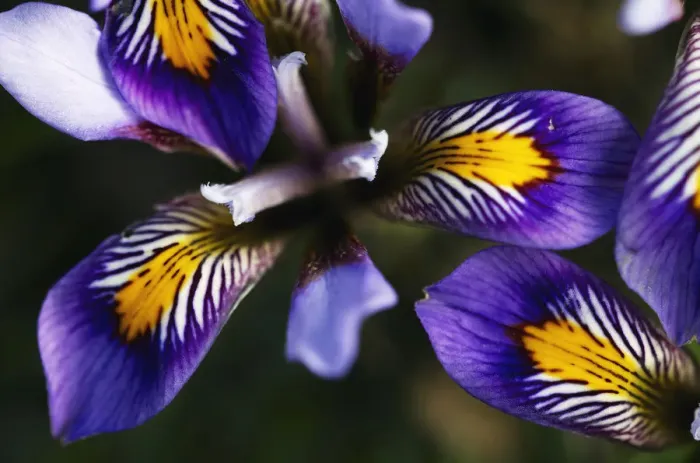 Framed Print : (Iris unguicularis cretensis) flowers, Katharo, Crete, Greece, April 2009 Framed Print : (Iris unguicularis cretensis) flowers, Katharo, Crete, Greece, April 2009