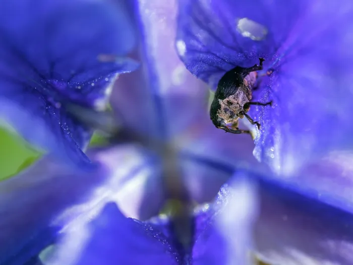 Framed Print : Iris weevil (Mononychus punctumalbum) on Siberian iris (Iris sibirica) petal, Upper Bavaria, Germany. June Framed Print : Iris weevil (Mononychus punctumalbum) on Siberian iris (Iris sibirica) petal, Upper Bavaria, Germany. June