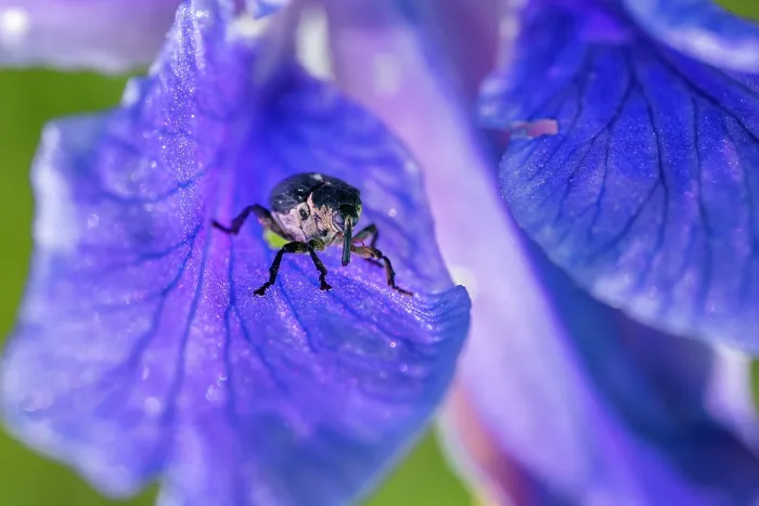 Framed Print : Iris weevil (Mononychus punctumalbum) on Siberian iris (Iris sibirica) petal, Upper Bavaria, Germany. June