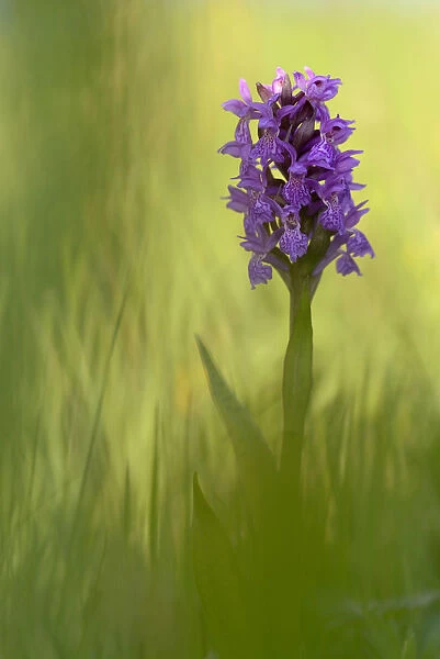 Irish march orchid (Dactylorhiza majalis) in flower, Sainte Marguerite, France, May