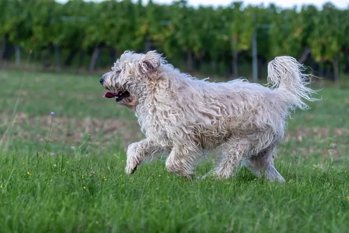 Framed Print : Irish Soft coated wheaten terrier running in a field, Alsace, France. September Framed Print : Irish Soft coated wheaten terrier running in a field, Alsace, France. September