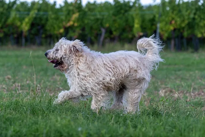 Framed Print : Irish Soft coated wheaten terrier running in a field, Alsace, France. September Framed Print : Irish Soft coated wheaten terrier running in a field, Alsace, France. September