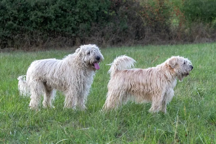 Framed Print : Two Irish Soft coated wheaten terriers, portrait, Alsace, France. September