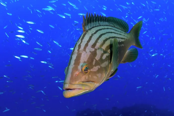 Framed Print : Island grouper (Mycteroperca fusca) portrait, Tenerife, Canary Islands, Atlantic Ocean Framed Print : Island grouper (Mycteroperca fusca) portrait, Tenerife, Canary Islands, Atlantic Ocean