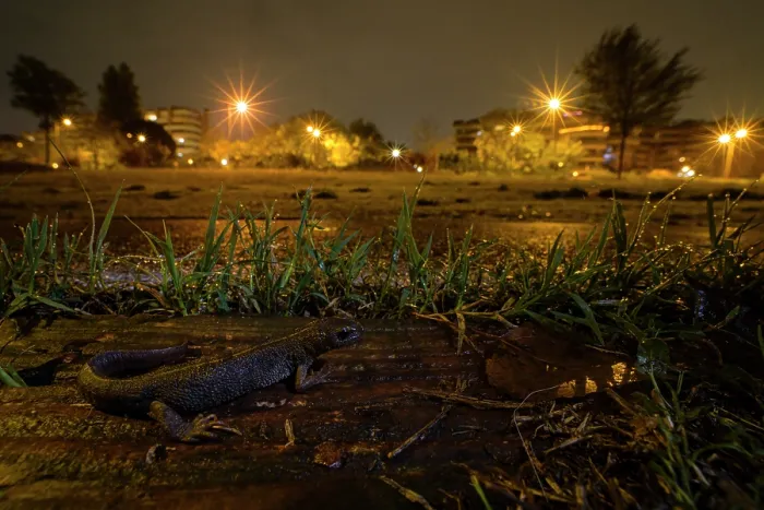 Framed Print : Italian crested newt (Triturus carnifex) female, in an urban park next to walking path at night, with the lights from the city of Rome in the background, Rome, Italy. November Framed Print : Italian crested newt (Triturus carnifex) female, in an urban park next to walking path at night, with the lights from the city of Rome in the background, Rome, Italy. November