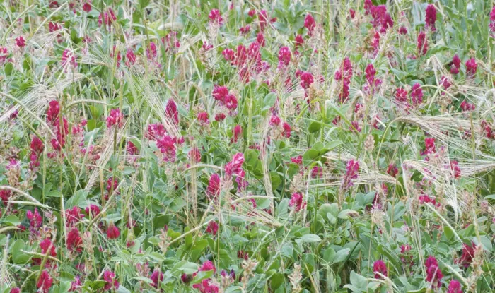 Framed Print : Italian sainfoin (Hedysarum coronarium) flowering in meadow, San Marino, May 2009 Framed Print : Italian sainfoin (Hedysarum coronarium) flowering in meadow, San Marino, May 2009