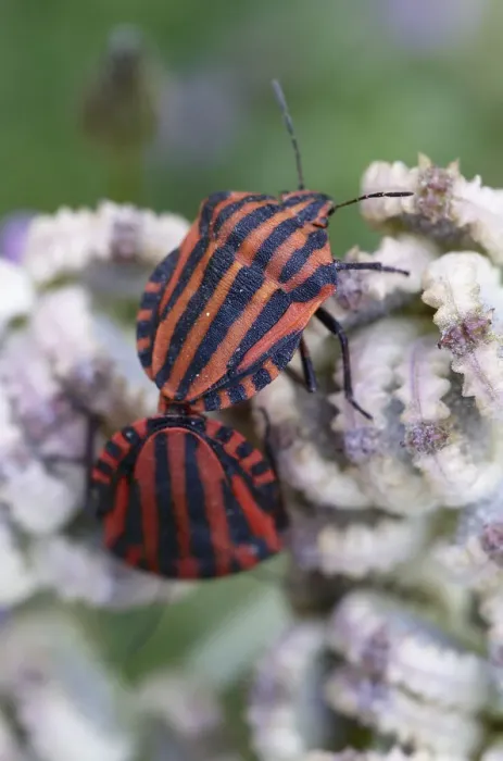 Framed Print : Two Italian stink bugs (Graphosoma italicum) on Mediterranean hartwort (Tordylium Framed Print : Two Italian stink bugs (Graphosoma italicum) on Mediterranean hartwort (Tordylium