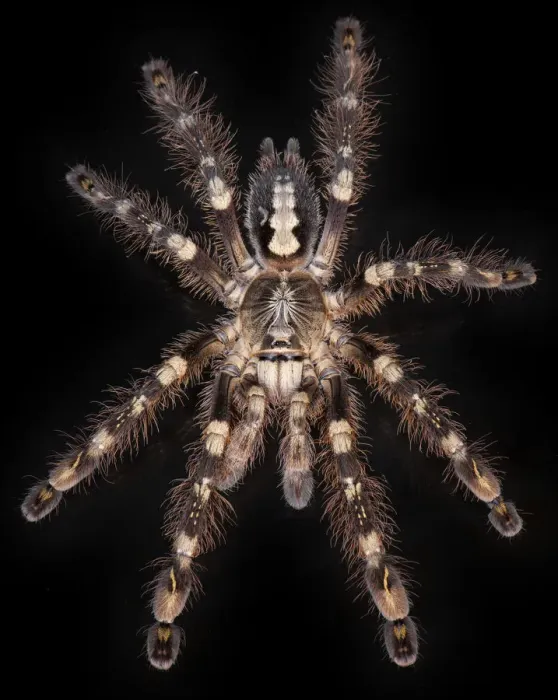 Framed Print : Ivory Ornamental Tarantulas (Poecilotheria subfusca) from Sri Lanka Framed Print : Ivory Ornamental Tarantulas (Poecilotheria subfusca) from Sri Lanka