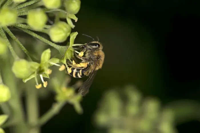 Framed Print : Ivy bee (Colletes hederae) female collecting pollen from Ivy (Hedera helix). Surrey, England, UK Framed Print : Ivy bee (Colletes hederae) female collecting pollen from Ivy (Hedera helix). Surrey, England, UK