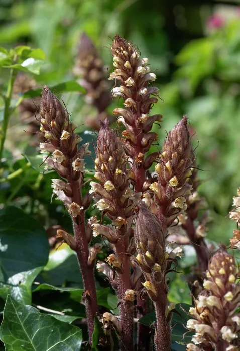 Framed Print : Ivy broomrape (Orobanche hederae) parasitic on Ivy, Cornwall, UK. June Framed Print : Ivy broomrape (Orobanche hederae) parasitic on Ivy, Cornwall, UK. June