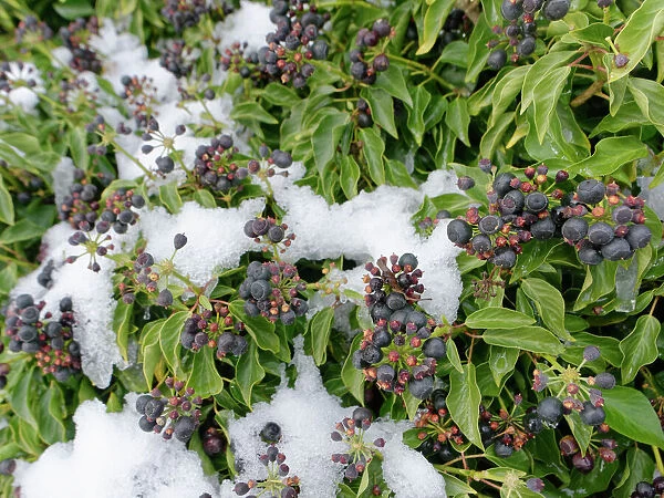 Ivy (Hedera helix) berry clusters ripening in winter after recent snow, Wiltshire hedgerow, UK. January