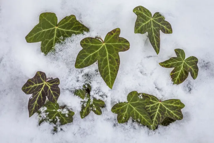 Framed Print : Ivy (Hedera helix) clump protruding through snow. Peak District National Park, Derbyshire