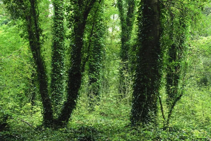Framed Print : Ivy (Hedera helix) covered tree trunks in Knight Wood, Hampshire, UK, October Framed Print : Ivy (Hedera helix) covered tree trunks in Knight Wood, Hampshire, UK, October