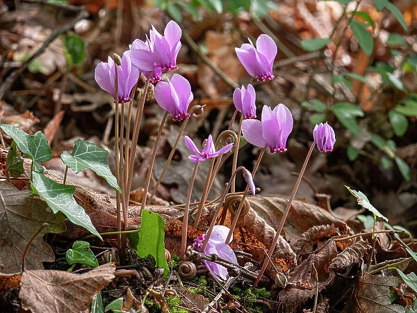 Ivy-leaved cyclamen (Cyclamen hederifolium) in flower in autumnal woodland, Umbria, Italy. October