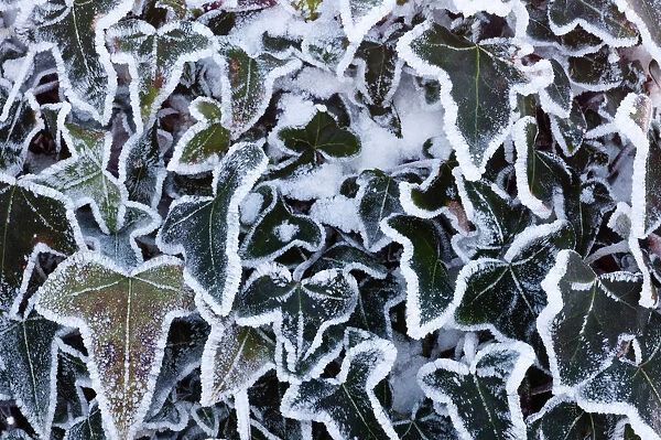 Ivy leaves (Hedera sp) in snow and heavy frost, Bradworthy, Devon, UK. December 2010