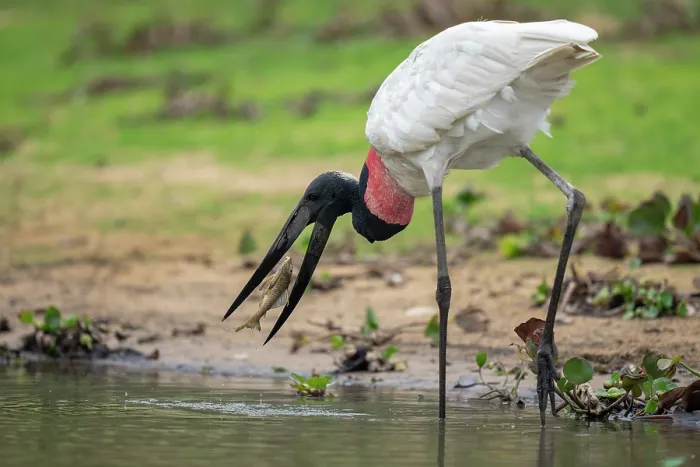 Framed Print : Jabiru stork (Jabiru mycteria) catching Southern sailfin (Pterygoplichthys anisitsi) prey in river, Rio Pixaim, Transpantaneira, Pantanal, Mato Grosso, Brazil