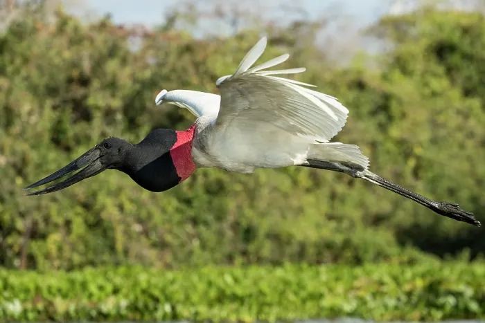 Framed Print : Jabiru stork (Jabiru mycteria) in flight, Pantanal, Mato Grosso, Brazil Framed Print : Jabiru stork (Jabiru mycteria) in flight, Pantanal, Mato Grosso, Brazil