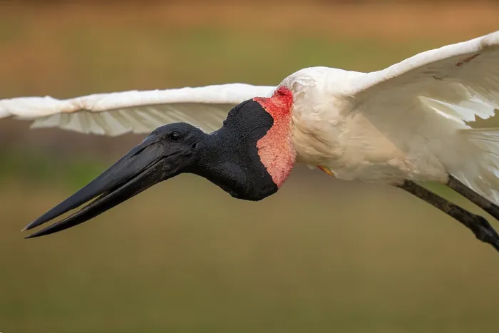 Framed Print : Jabiru stork (Jabiru mycteria) in flight, Rio Pixaim, Transpantaneira, Pantanal, Mato Grosso, Brazil Framed Print : Jabiru stork (Jabiru mycteria) in flight, Rio Pixaim, Transpantaneira, Pantanal, Mato Grosso, Brazil