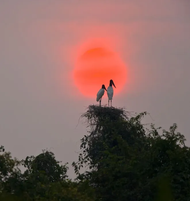 Framed Print : Jabiru stork (Jabiru mycteria) pair on nest at sunset, Pantanal NP, Mato Grosso, Brazil Framed Print : Jabiru stork (Jabiru mycteria) pair on nest at sunset, Pantanal NP, Mato Grosso, Brazil