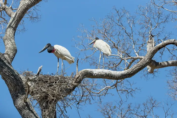 Framed Print : Jabiru stork (Jabiru mycteria) pair at their nest in treetop, Pantanal, Mato Grosso, Brazil Framed Print : Jabiru stork (Jabiru mycteria) pair at their nest in treetop, Pantanal, Mato Grosso, Brazil